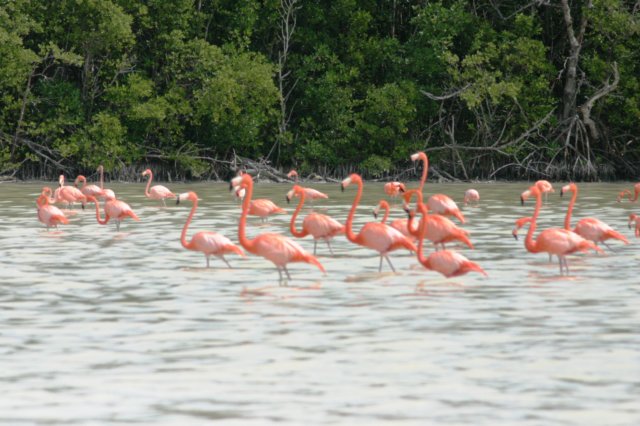 flamingosindelagune.jpg